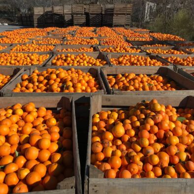 Orange harvest