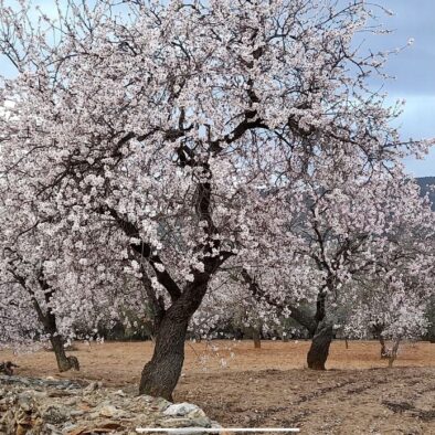 #almond trees in bloom in February