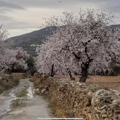 almond trees in bloom february